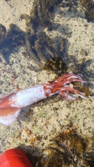 Onychoteuthis borealijaponica