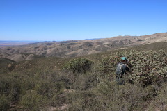 Arctostaphylos gabilanensis