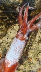 Onychoteuthis borealijaponica