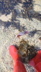 Onychoteuthis borealijaponica