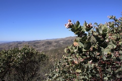 Arctostaphylos gabilanensis