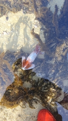 Onychoteuthis borealijaponica