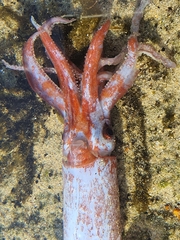 Onychoteuthis borealijaponica