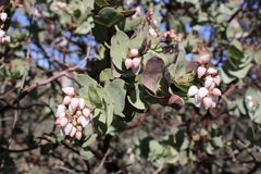 Arctostaphylos gabilanensis