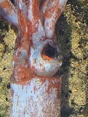 Onychoteuthis borealijaponica