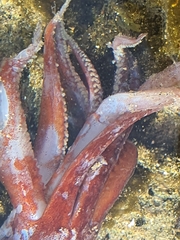 Onychoteuthis borealijaponica