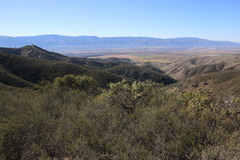 Arctostaphylos gabilanensis