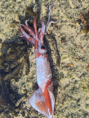 Onychoteuthis borealijaponica