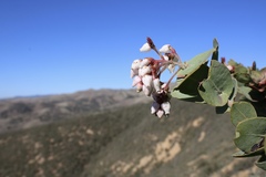Arctostaphylos gabilanensis