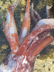 Onychoteuthis borealijaponica