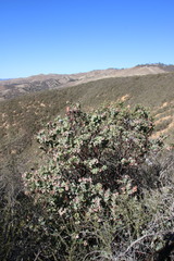 Arctostaphylos gabilanensis