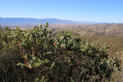 Arctostaphylos gabilanensis