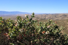 Arctostaphylos gabilanensis