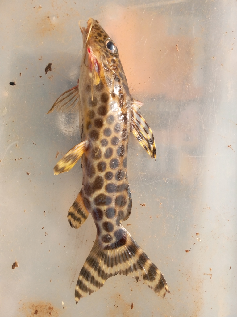 Ornate squeaker (Synodontis ornatipinnis) — Mochokidae