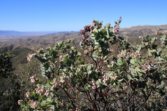 Arctostaphylos gabilanensis
