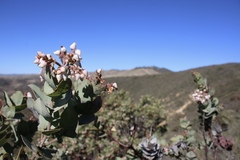 Arctostaphylos gabilanensis
