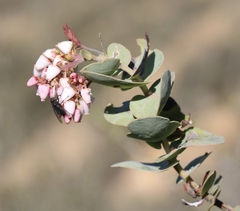 Arctostaphylos gabilanensis