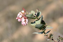 Arctostaphylos gabilanensis
