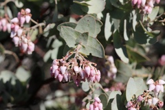 Arctostaphylos gabilanensis
