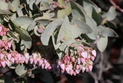 Arctostaphylos gabilanensis