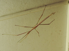 Tropidoderus gracilifemur