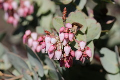 Arctostaphylos gabilanensis