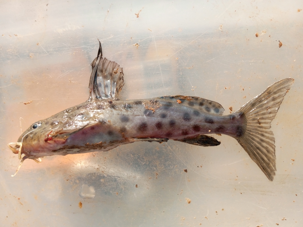 Spotted squeaker (Synodontis acanthomias) — Mochokidae