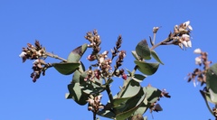 Arctostaphylos gabilanensis