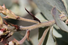 Arctostaphylos gabilanensis