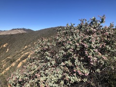 Arctostaphylos gabilanensis