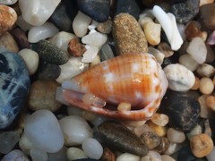 Conus miliaris