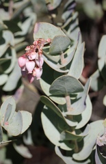 Arctostaphylos gabilanensis