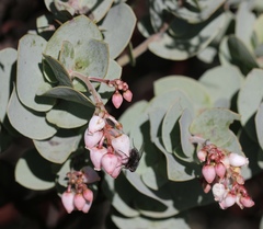 Arctostaphylos gabilanensis
