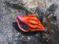 Peristernia reincarnata