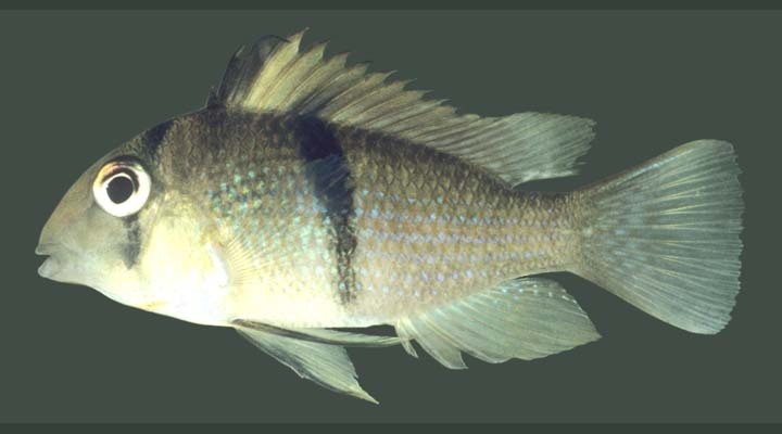 Blue Guianacara