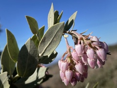 Arctostaphylos otayensis