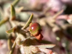 Arctostaphylos otayensis
