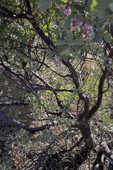 Arctostaphylos otayensis