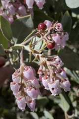 Arctostaphylos otayensis