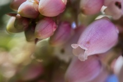 Arctostaphylos otayensis