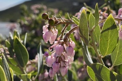 Arctostaphylos otayensis