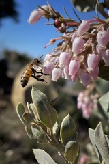 Arctostaphylos otayensis