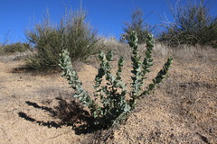 Arctostaphylos gabilanensis