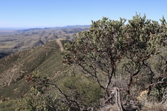 Arctostaphylos gabilanensis