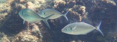 Pseudocaranx wrighti