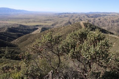 Arctostaphylos gabilanensis