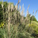 Ravenna Grass - Photo Daderot, no known copyright restrictions (public domain)