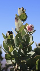 Arctostaphylos gabilanensis