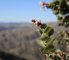 Arctostaphylos gabilanensis