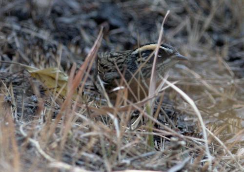 Rufous-breasted Accentor (Prunella strophiata), photo 2